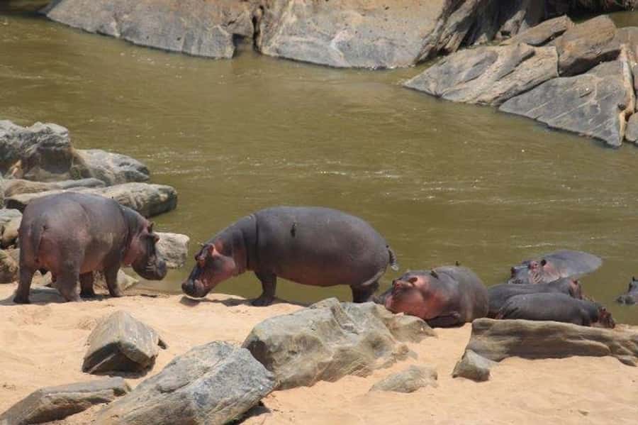 Nairobi: 5 Days Maasai Mara, Nakuru & Naivasha Tour - Accommodation, meals, and daily comfort