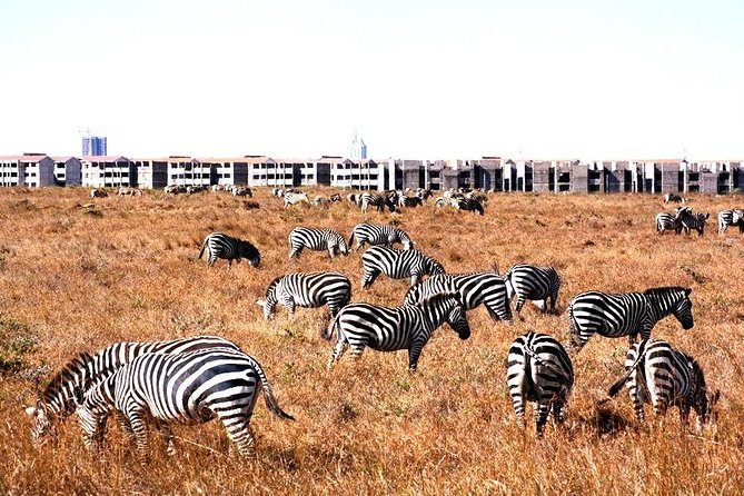 Nairobi Airport Layover Half Day Tour Nairobi National Park - Nairobi National Park: a real safari close to the runway