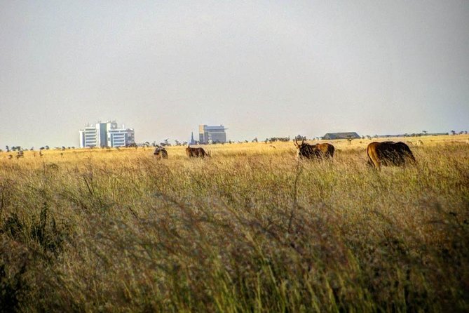Nairobi Airport Layover Half Day Tour Nairobi National Park - The price, park fee, and real value