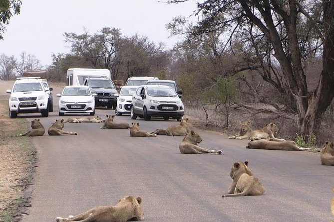Nairobi Airport Layover Half Day Tour Nairobi National Park - Getting back for your flight
