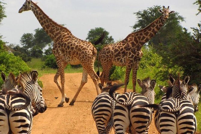Nairobi Airport Layover Half Day Tour Nairobi National Park - Group size, water, and practical comfort