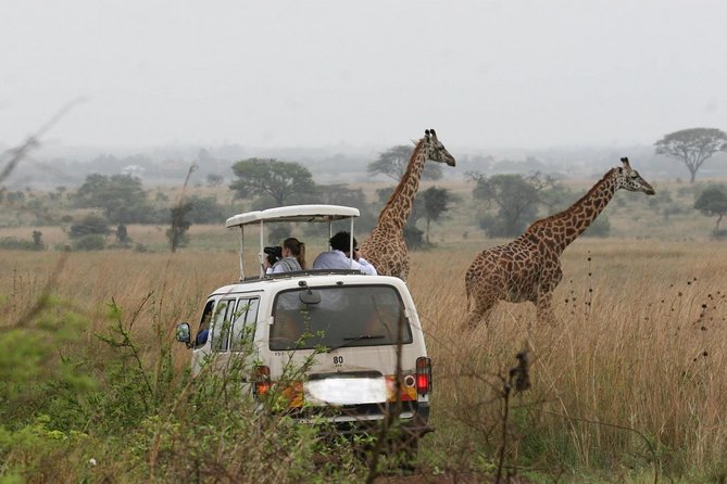 Nairobi Airport Layover Half Day Tour Nairobi National Park - What the game drive feels like