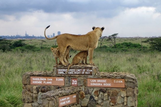 Nairobi Airport Layover Half Day Tour to Nairobi National Park - Four hours inside Nairobi National Park