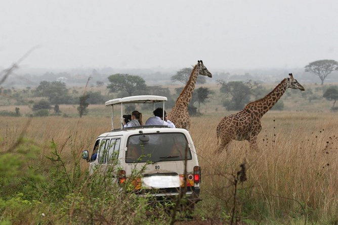 Nairobi Airport Layover Half Day Tour to Nairobi National Park - Understanding the $95 price