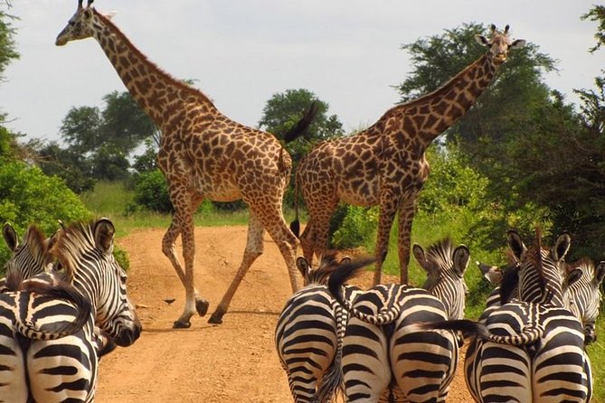 Nairobi Airport Layover Half Day Tour to Nairobi National Park - The main drawback: time and wildlife uncertainty