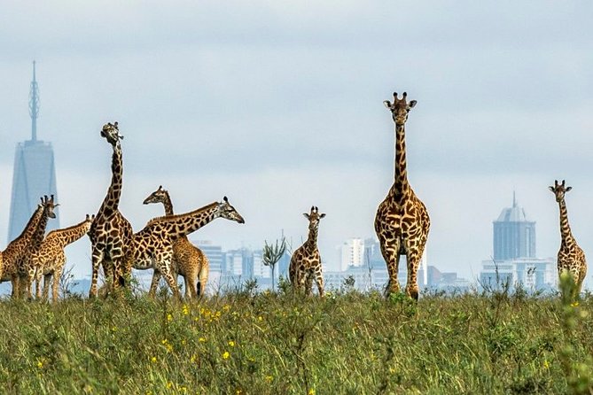 Nairobi Airport Layover Half Day Tour to Nairobi National Park - Who will enjoy this experience most