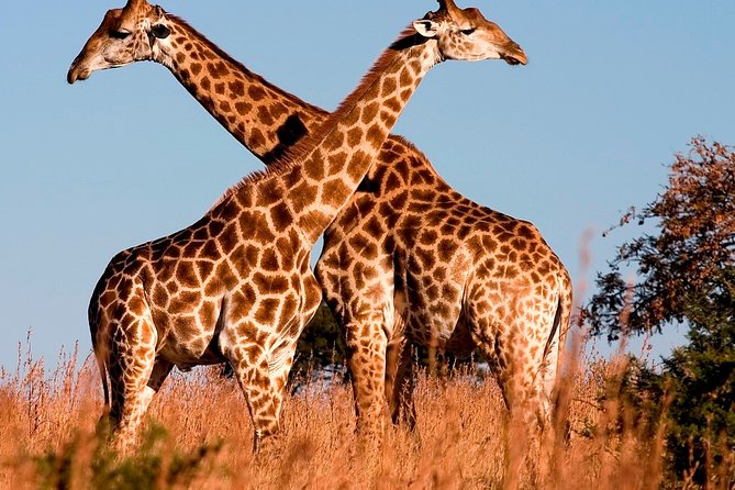 Nairobi Airport Layover Half Day Tour to Nairobi National Park - Booking, cancellation, and practical planning
