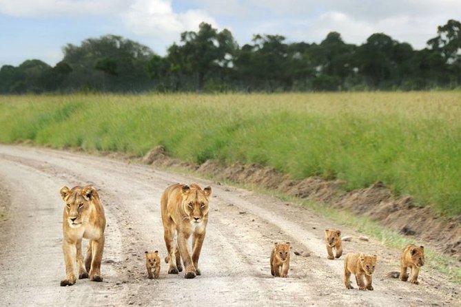 Nairobi Airport Layover Half Day Tour to Nairobi National Park - Airport pickup and the first part of the day