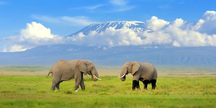 Nairobi: Amboseli National Park Day Trip with Masai Village - The first game drive and the search for Kilimanjaro
