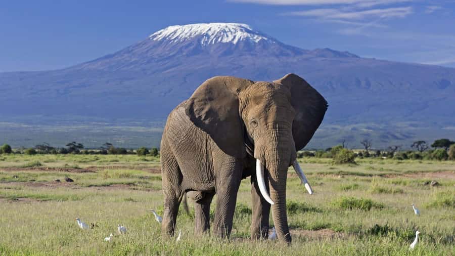 Nairobi: Amboseli National Park Day Trip with Masai Village - Lunch at Oltukai Lodge or a picnic at the hill