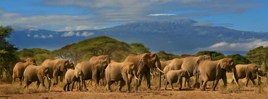 Nairobi: Amboseli National Park Day Trip with Masai Village - The shorter afternoon game drive