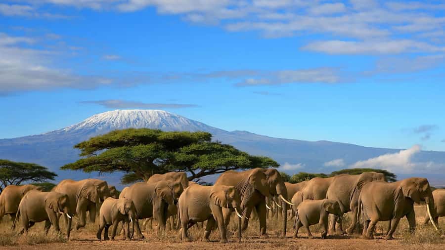 Nairobi: Amboseli National Park Day Trip with Masai Village - The real cost: at least $280 before lunch
