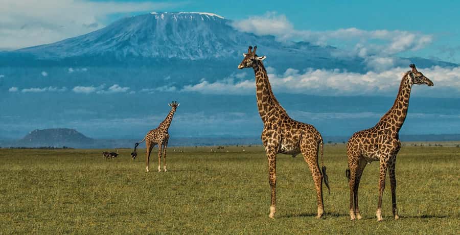 Nairobi: Amboseli National Park Day Trip with Masai Village - The long road from Nairobi to the park
