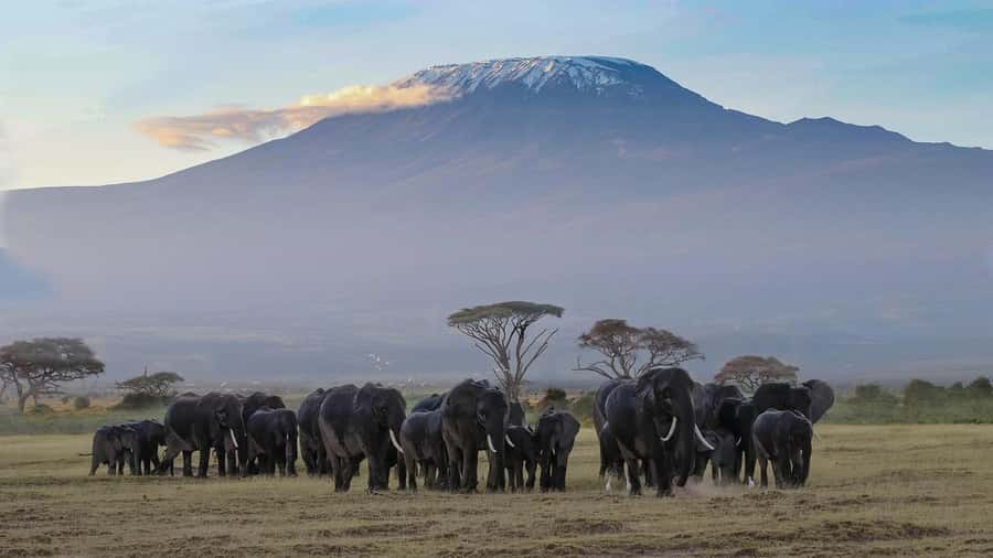 Nairobi: Amboseli National Park Tour & Maasai Village Visit - Elephants, photographs, and the Kilimanjaro question