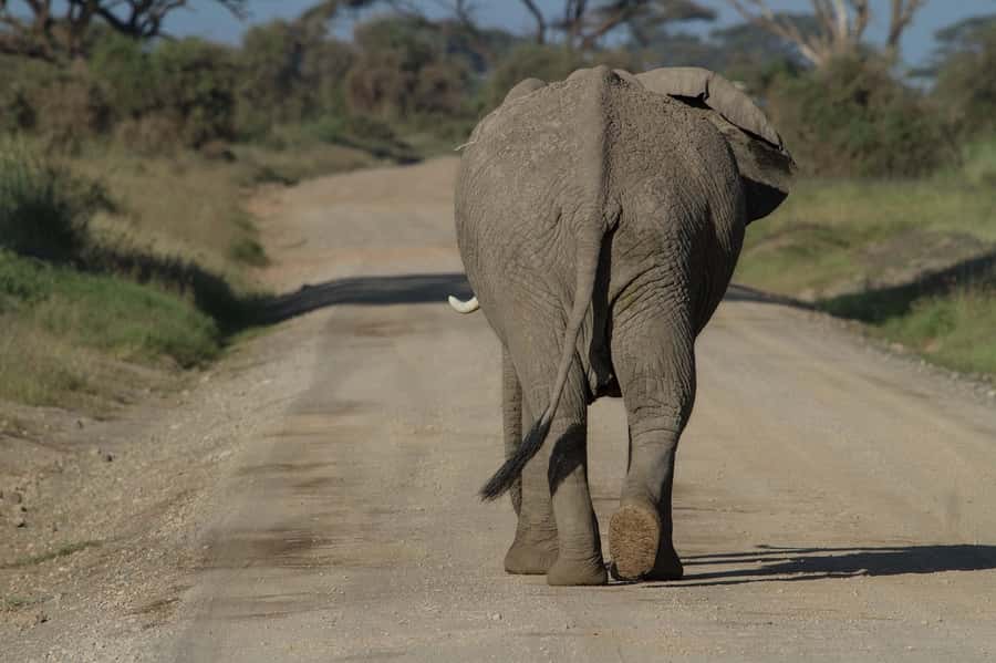Nairobi: Amboseli National Park Tour & Maasai Village Visit - Lunch at Ol Tukai Lodge
