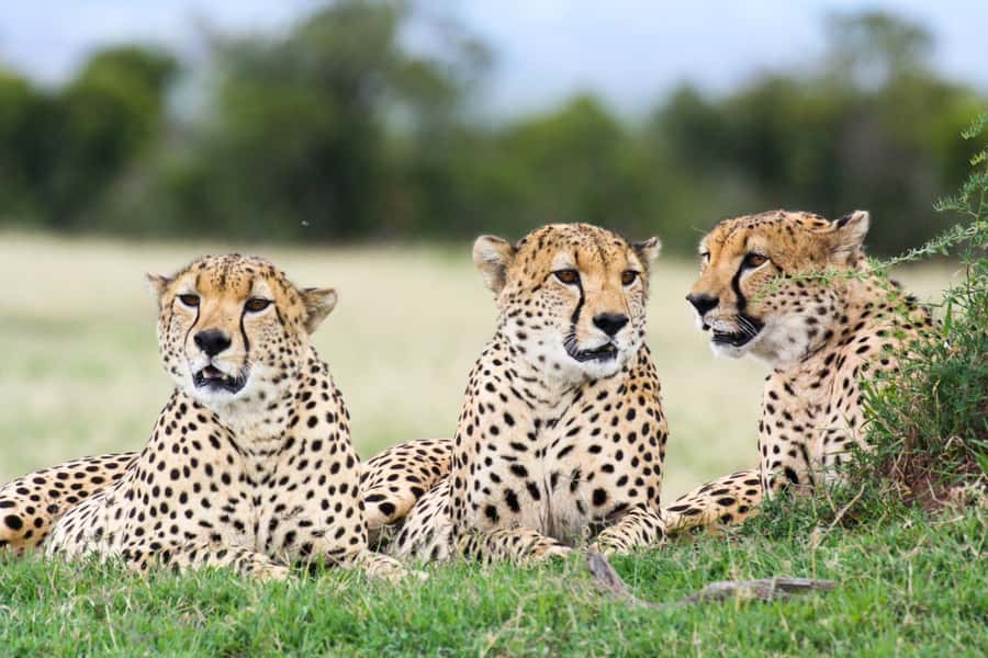 Nairobi: Amboseli National Park Tour & Maasai Village Visit - A respectful visit to a Maasai village