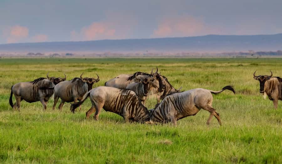 Nairobi: Amboseli National Park Tour & Maasai Village Visit - The return to Nairobi and the real cost
