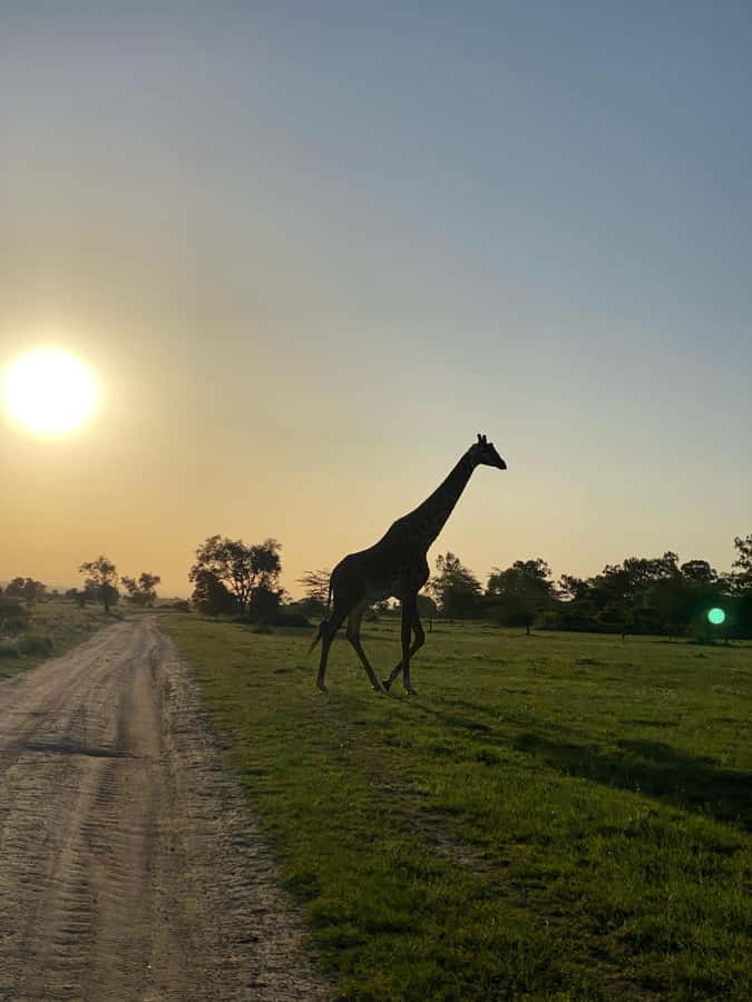 Nairobi: ATV/Quad Bike Wildlife Safari with Transfers & meal - Two hours across open savannah