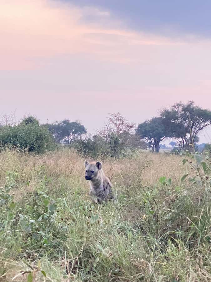 Nairobi: ATV/Quad Bike Wildlife Safari with Transfers & meal - What wildlife viewing feels like on a quad