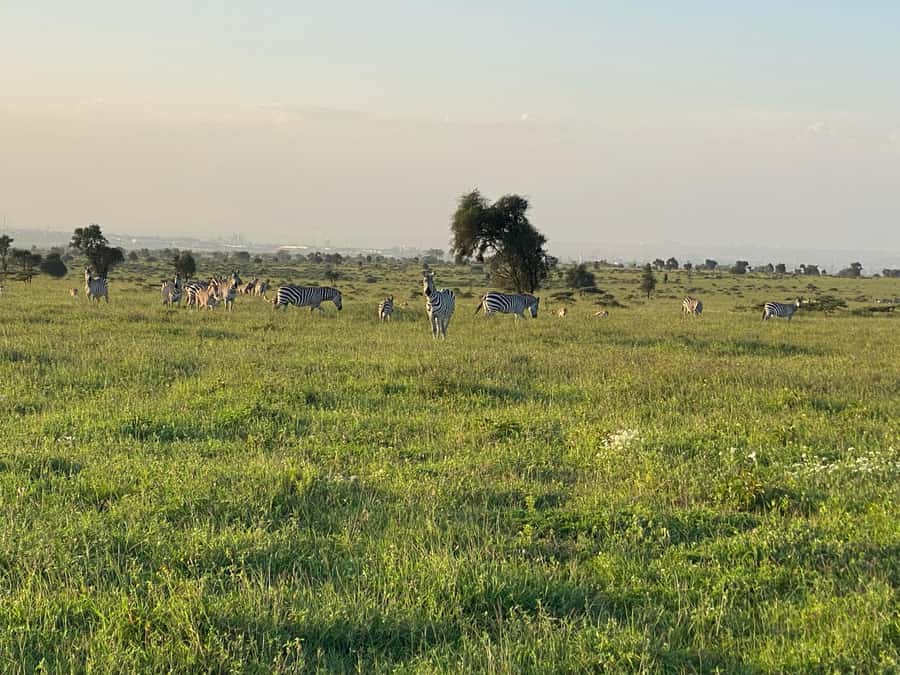 Nairobi: ATV/Quad Bike Wildlife Safari with Transfers & meal - Lunch by the pool or garden
