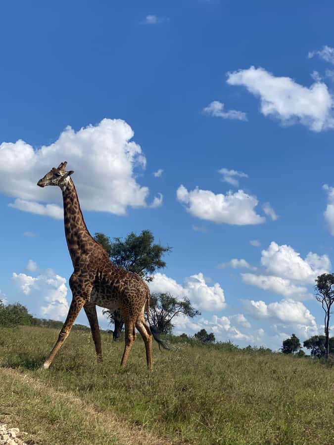 Nairobi: ATV/Quad Bike Wildlife Safari with Transfers & meal - Is $190 a fair price?