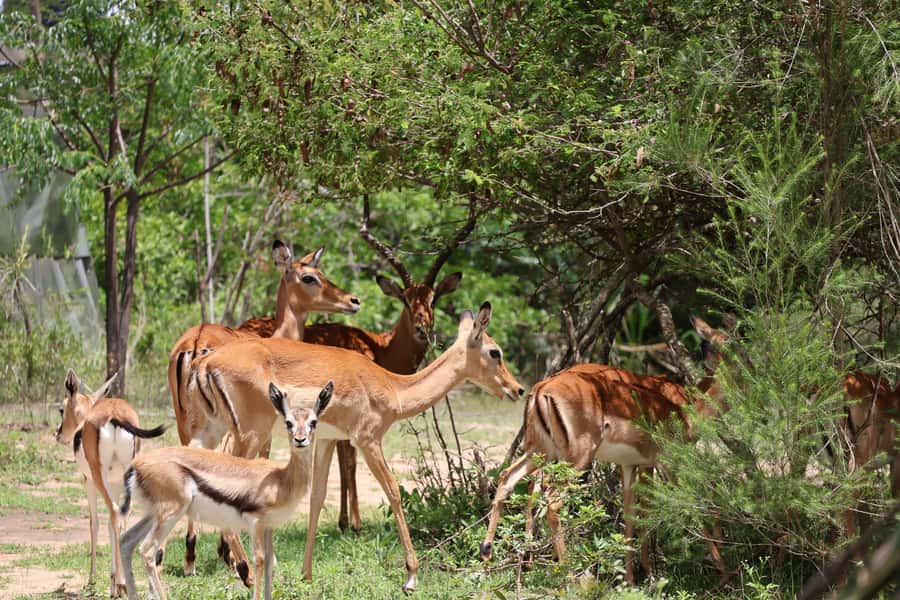 Nairobi: ATV/Quad Bike Wildlife Safari with Transfers & meal - Safety instruction before the engines start