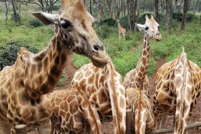 Nairobi city sights, Giraffe Encounters and Bomas Kenya Tour