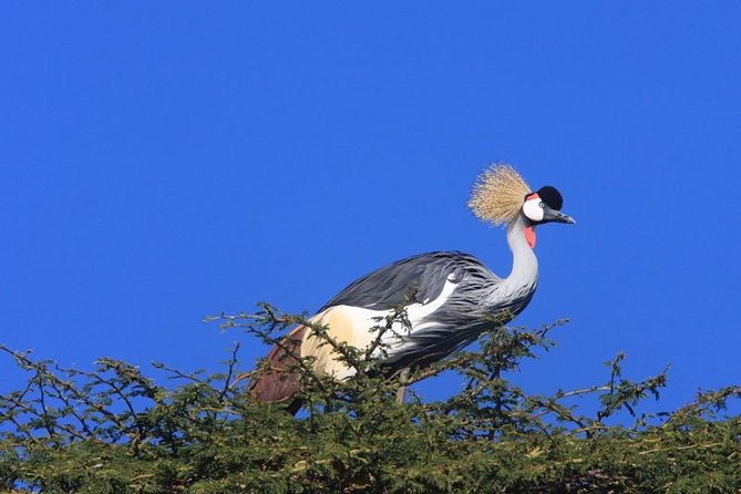 Nairobi City Tour - Why this private Nairobi tour works well