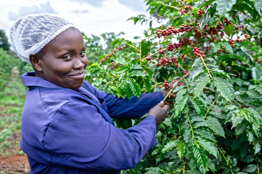 Nairobi: Coffee Factory and Farm Tour with Transfer - Leaving Nairobi for Limuru’s coffee country