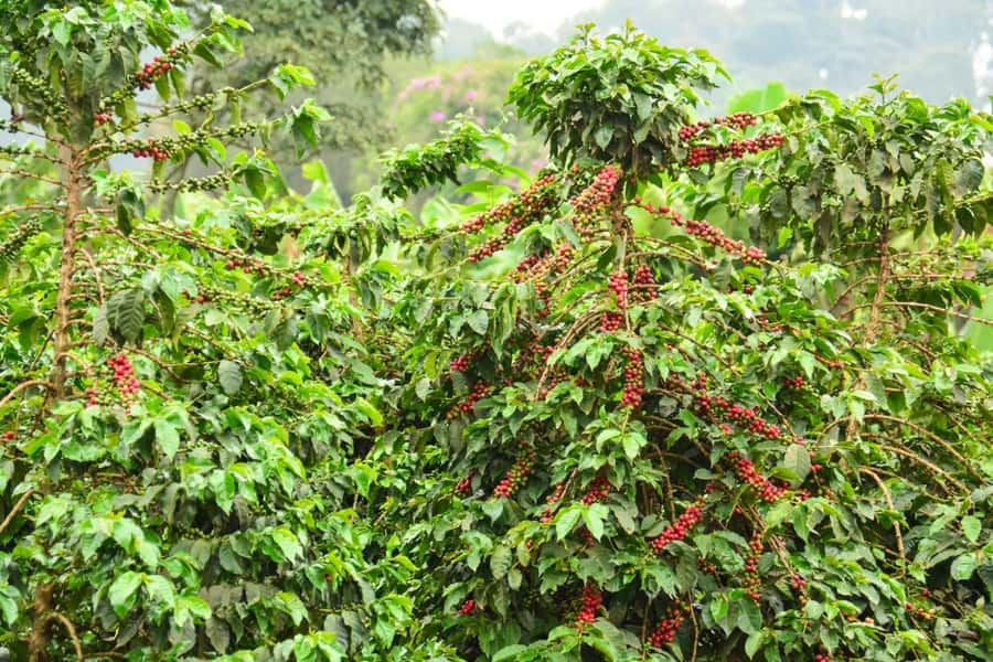 Nairobi: Coffee Factory and Farm Tour with Transfer - Who will enjoy this coffee tour most