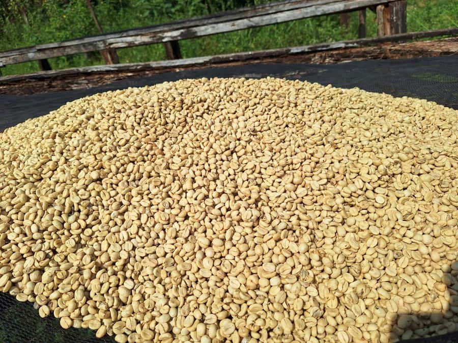 Nairobi: Coffee farm tour with pick up - A gentle introduction to Kenyan coffee near Nairobi