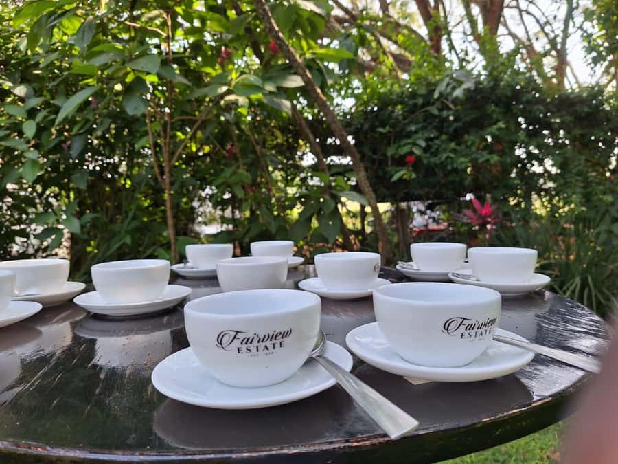 Nairobi: Coffee farm tour with pick up - Walking through the coffee fields at Fairview Estate