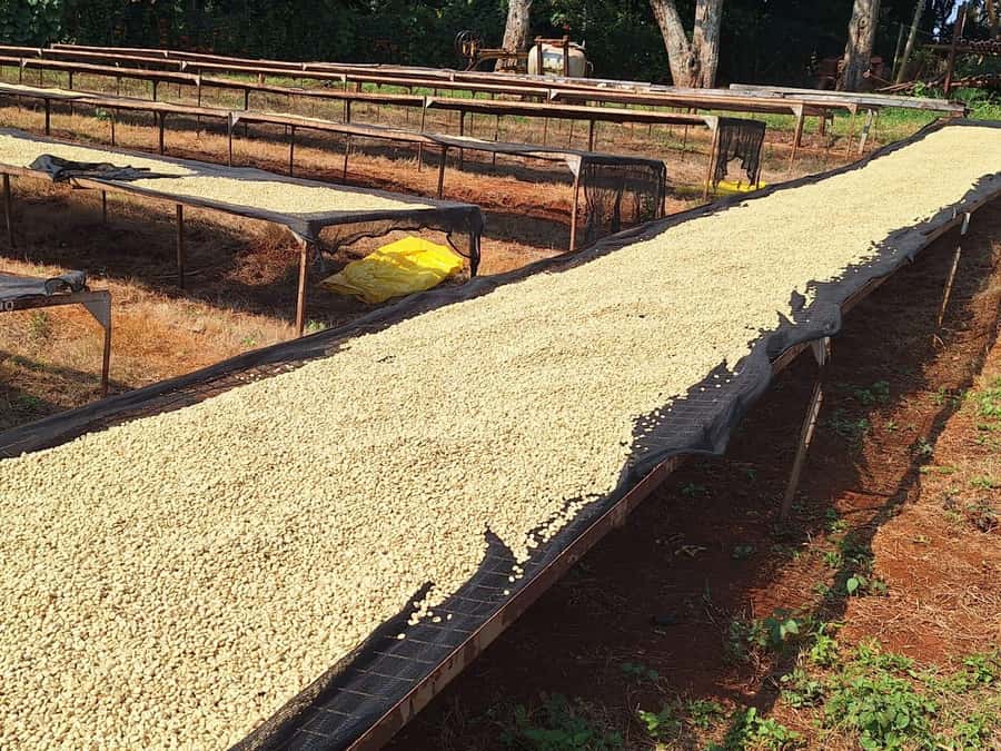 Nairobi: Coffee farm tour with pick up - A quiet cup on the Fairview patio