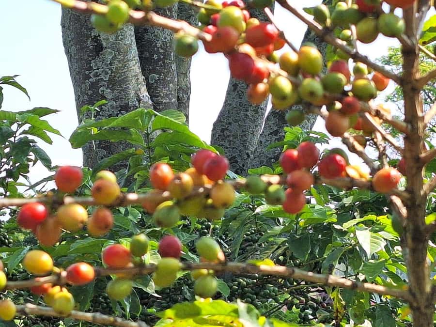 Nairobi: Coffee farm tour with pick up - The 9:00 AM pickup and the ride from Nairobi