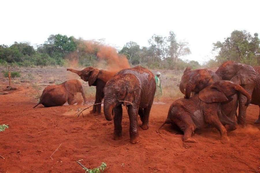 Nairobi: David Sheldrick Elephant Orphanage Visit - Key Details Before You Book