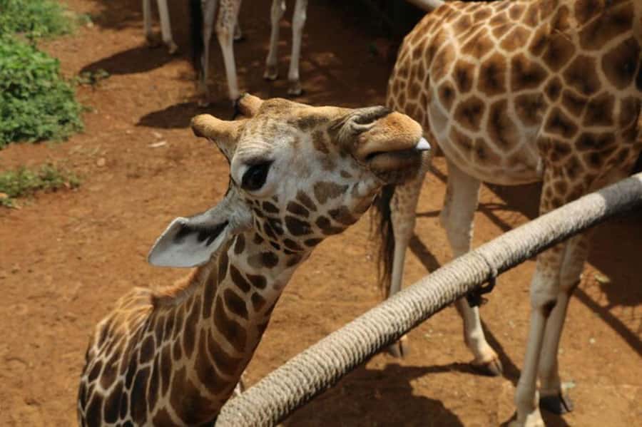Nairobi: David Sheldrick Elephant Orphanage Visit - Nairobi Pickup and the 25-Minute Transfer
