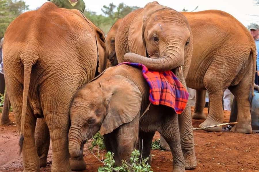 Nairobi: David Sheldrick Elephant Orphanage Visit - Booking Advice for a Smoother Visit