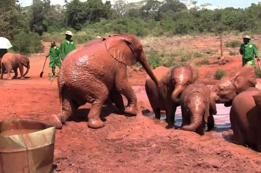 Nairobi: David Sheldrick Elephant Orphanage Visit - The 11:00 AM Feeding Session