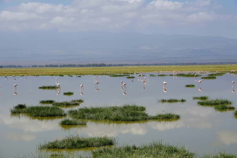 Nairobi: Day Tour to Amboseli National Park & Maasai Village - Key points to know before booking