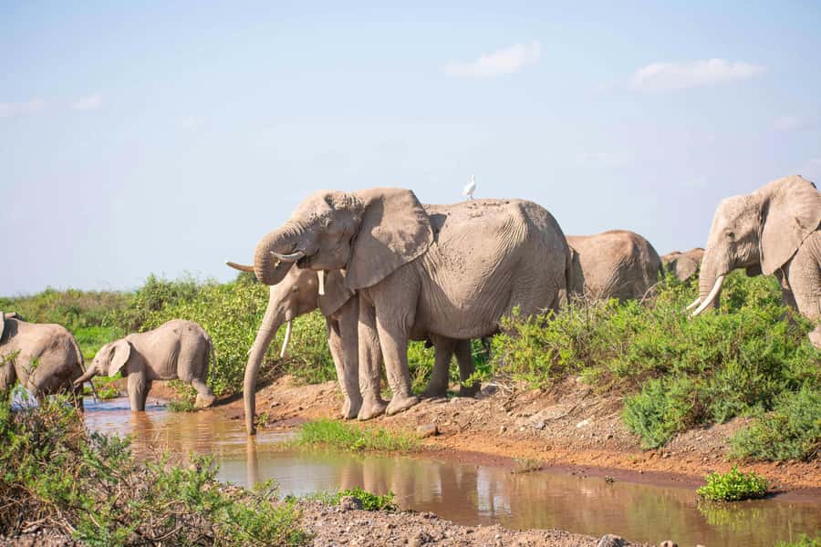 Nairobi: Day Tour to Amboseli National Park & Maasai Village - The road trip: useful stops and real limitations