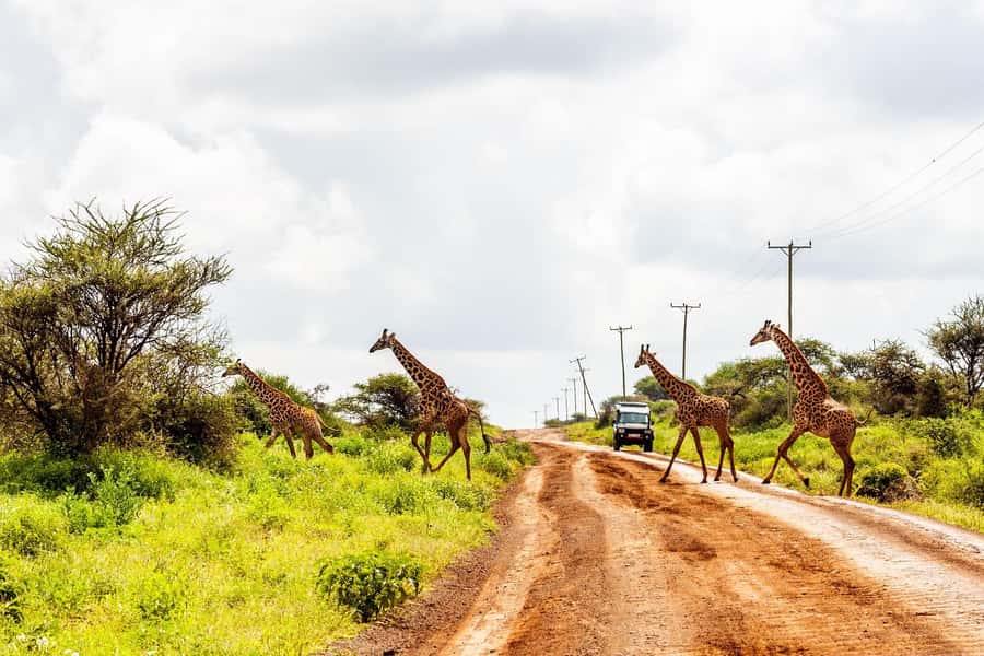 Nairobi: Day Tour to Amboseli National Park & Maasai Village - Five hours inside Amboseli National Park