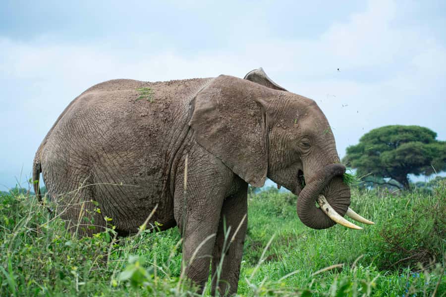 Nairobi: Day Tour to Amboseli National Park & Maasai Village - Lunch near the park