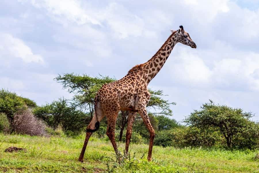 Nairobi: Day Tour to Amboseli National Park & Maasai Village - What happens at the Maasai village