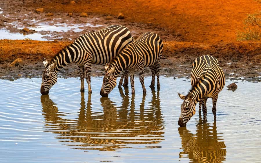 Nairobi: Day Tour to Amboseli National Park & Maasai Village - What the $75 price really buys you