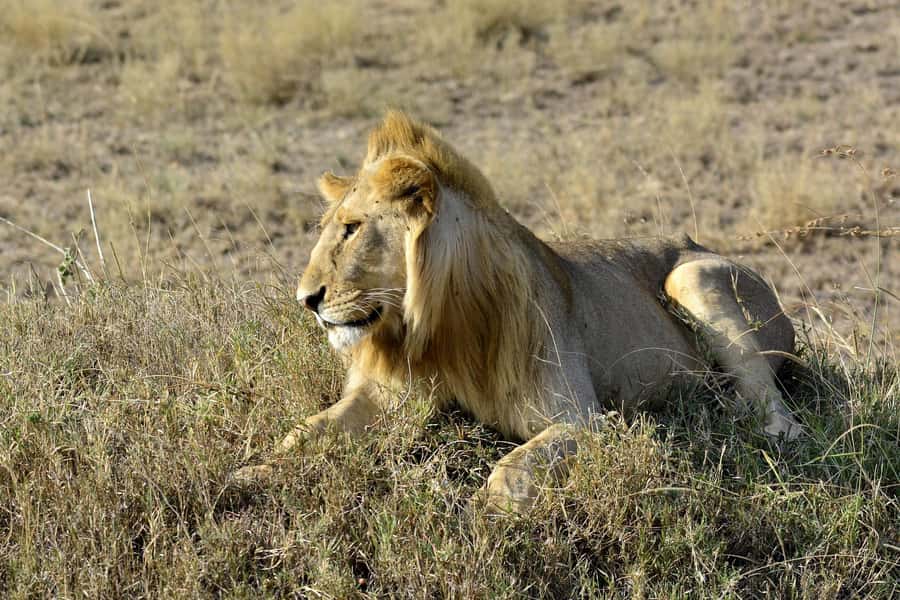 Nairobi: Day Tour to Amboseli National Park & Maasai Village - The 4 a.m. to 5:30 a.m. pickup