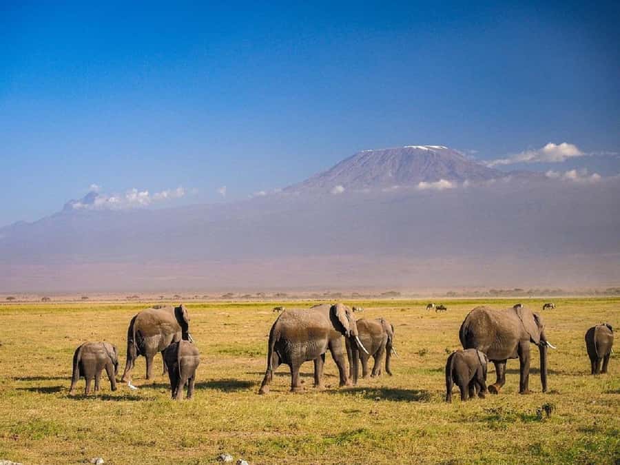 Nairobi: Day Trip to Amboseli National Park - Entering Amboseli around 10:00 AM