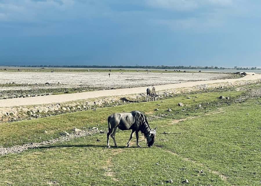 Nairobi: Day Trip to Amboseli National Park - Morning game drive: elephants, lions, and cheetahs