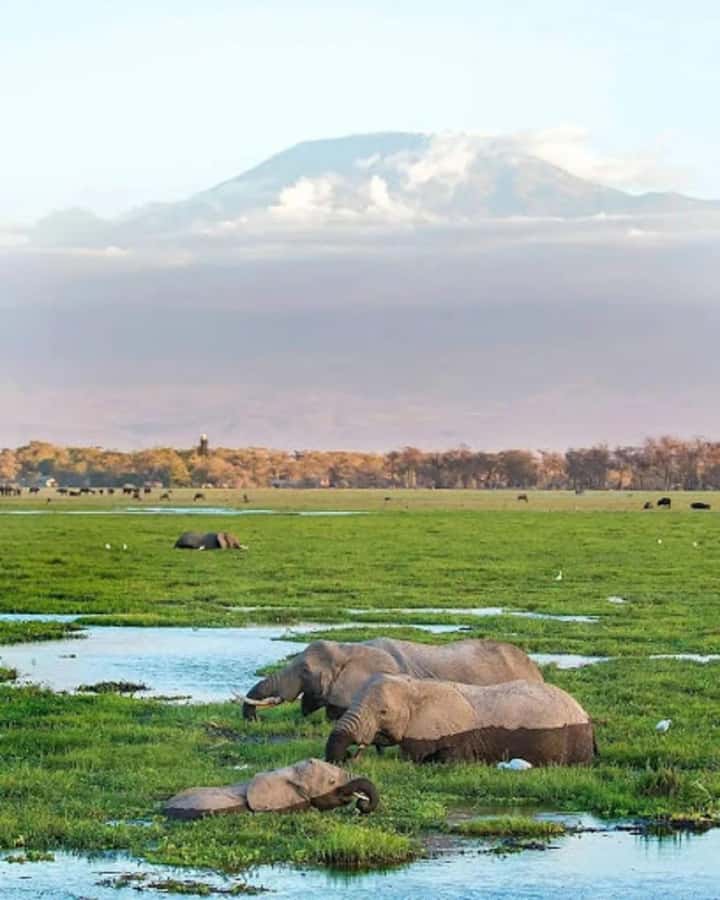 Nairobi: Day Trip to Amboseli National Park - Lunch in the park or at a lodge