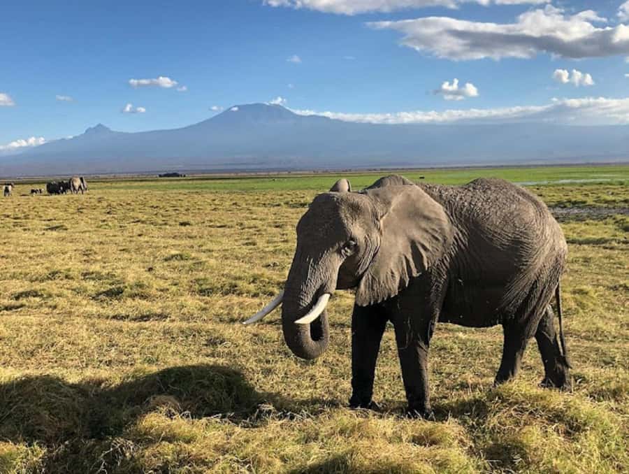 Nairobi: Day Trip to Amboseli National Park - The afternoon drive through marsh areas