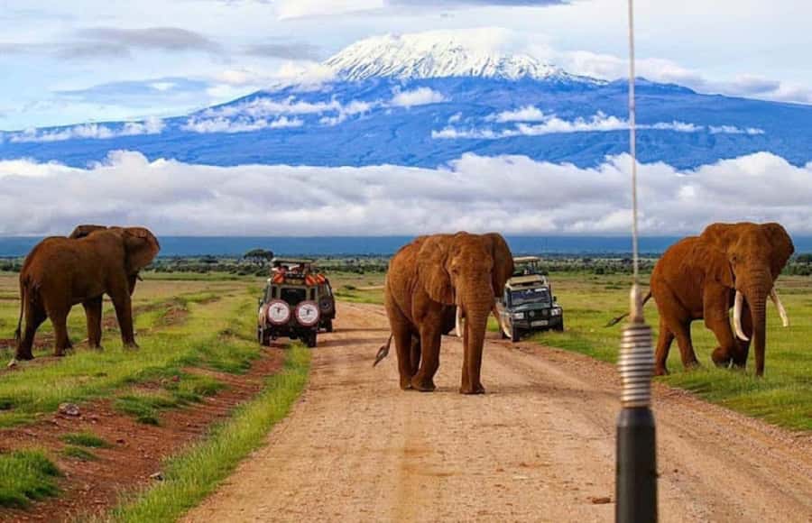 Nairobi: Day Trip to Amboseli National Park - The optional Maasai village visit